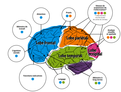 miniature du document La trousse interactive Cerveau